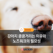 [퓨리나가 알려줄개] 강아지 킁킁거리는 이유와 노즈워크의 필요성