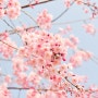 대구벚꽃개화시기 / 대구벚꽃구경 대구데이트코스