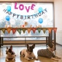 남양주 프블스 애견카페에서 개린이들 생일파티 했어요! :: 강아지 스냅