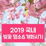 2019 국내 벚꽃 명소&개화시기