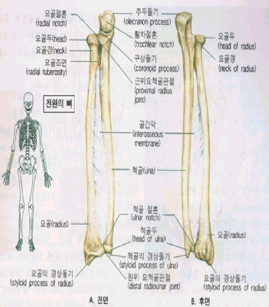 방이동헬스 코치짐) 척골, 요골 해부학 : 네이버 블로그