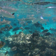 #25 타히티 보라보라섬 액티비티 상어&가오리 먹이주기