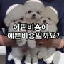 어떤 미니비숑이 예쁜비숑인가요? 비숑의 기준:)