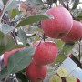 경북 봉화 사과, 사과안에 꿀이 한가득 들어있습니다 - 산엔들농원