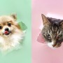 출장 전문 애견스냅도 이젠 리얼리그램 - 강아지 고양이 반려견 반려묘 냥집사 멍집사 반려동물스튜디오