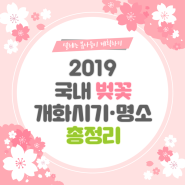 2019년 벚꽃 개화시기/ 벚꽃축제❤
