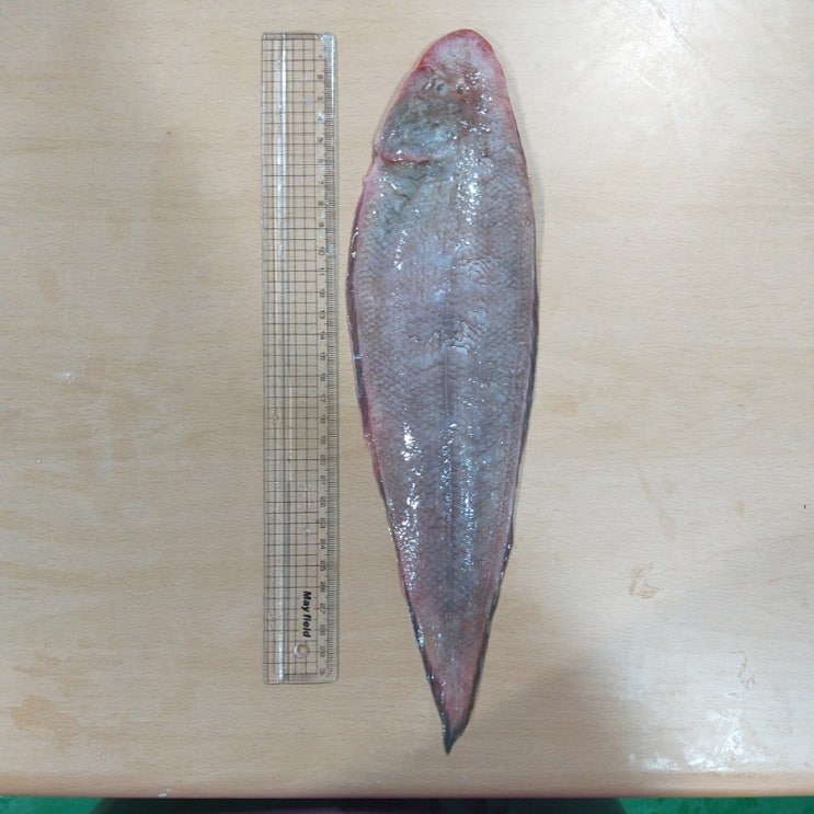 서대로 잘 못 불려지는 개서대와 참서대 크기?? : 네이버 블로그
