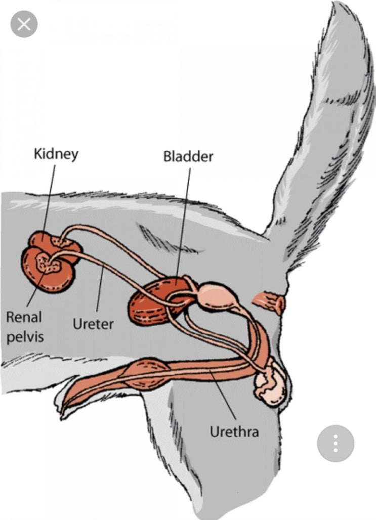 강아지 고양이 생식기(비뇨기) 감염증치료 네이버 블로그