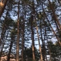 [캠핑] 가평 푸른숲 캠핑장