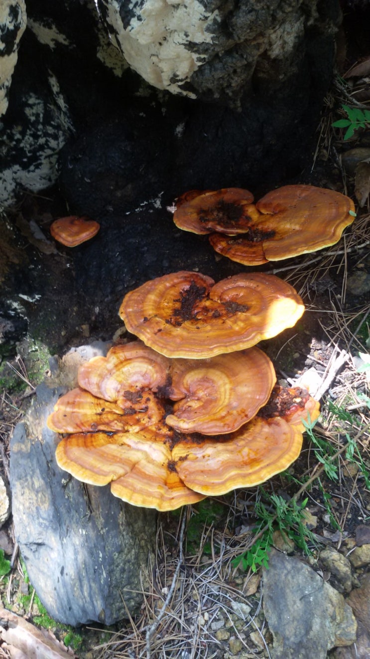 약초의 부작용 : 네이버 블로그, image size:743x1321