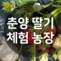 4월가볼만한곳 경북 봉화 딸기체험농장 및 주변관광지