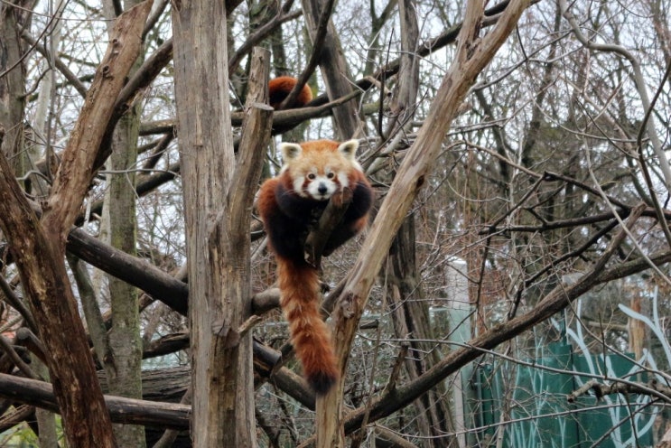 190222 오스트리아 빈(Wien) : 쇤브룬 동물원 (Schönbrunner Tiergarten)