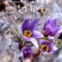 [평창군] 동강 할미꽃, 문희마을 백운산