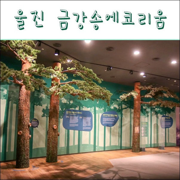 경북 울진 여행 / 미리 다녀온 금강송 에코리움 테마전시관 : 네이버 블로그