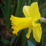 일곱 송이 수선화 ( seven daffodils )