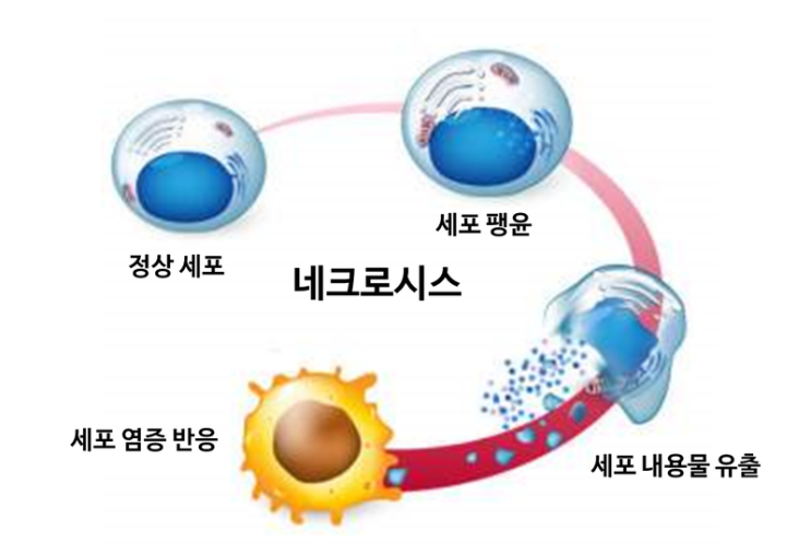 괴사와 아포토시스 : 네이버 블로그