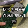 한국에서 태국으로 강아지 보내기 1탄 [방콕으로 강아지보내기]