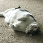 [고양이 이야기] 비만 또는 과체중 - 귀엽지만 반려묘에겐 생명의 위협
