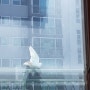 흰비둘기 우리집 베란다에 놀러오다!!