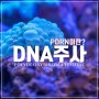 DNA주사 / 아기주사 / 연어주사 / 인디자인페이스 / 덕천점