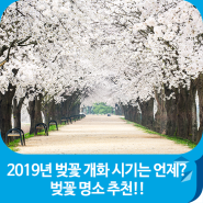 2019년 벚꽃 개화시기는 언제? 벚꽃 명소 추천!!