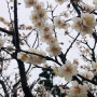 봄에 가는 제주도 서귀포 여행 (남부지역) : 노리매공원