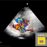 [스마트동물병원동대문]강아지 심장 초음파, 강아지 심장병