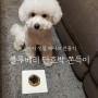 [강아지 생일 케이크 만들기] 밍키 블루베리 단호박 쫀득이로 행복한 첫 번째 생일 맞이♡