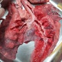 돼지의 호흡기관 관찰 (허파, 기관지 등)