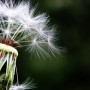 꽃가루 날리는 봄철, 비염 알레르기 대처하려면?