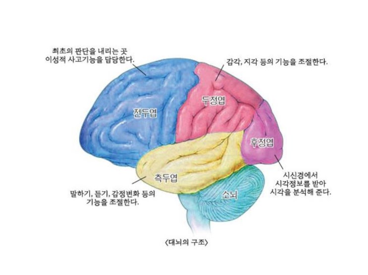 대뇌(대뇌피질)의 기능 및 구조 : 네이버 블로그