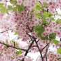 [교토스냅/오사카스냅] 교토 벚꽃 사진