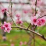 나가사키 미나미시마바라여행 복숭아꽃 피는 후쿠하치팜