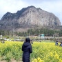 3월 제주여행 산방산 유채꽃 위치(사진 명소)