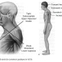 얀다의 근육 불균형의 평가와 치료(Assessment and Treatment of Muscle Imbalance The Janda Approach)