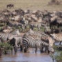 [아프리카여행 45일차]탄자니아 세렝게티 3박4일 투어_둘째날, 끝없는 평원! 세렝게티 국립공원(Serengeti National Park)