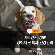 [퓨리나가 알려줄개] 미세먼지 경보! 강아지 산책과 건강관리