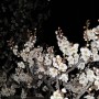 봄밤, 매화꽃과 달빛