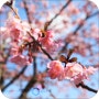 규슈 나가사키 여행 벚꽃 만개한 사이카이 2박 3일 일정