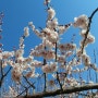 양산 원동 순매원 매화축제 / 미나리삽겹살