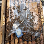 천연꿀 생산 준비는 꿀벌을 건강하게 관리하는것