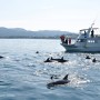 일본 나가사키여행 야생돌고래 볼 수 있는 곳 미나미시마바라