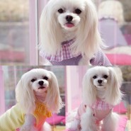 강아지봄옷 마카롱 프릴티셔츠 사랑스럽개 :)