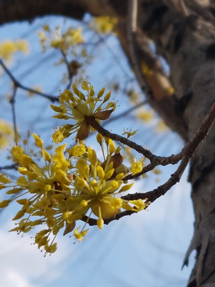 산수유나무 # 산수유 꽃나락(박남준) #  산수유와 생강나무 헷갈리네! : 네이버 블로그