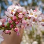 봄 풍경, 꽃 사진