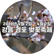 임박해 오는 2019년 강릉 경포벚꽃축제.