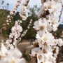 용소골 작은뜰의 봄꽃들이 봄마중과 하느라 분주하네요