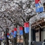 하동 화개장터 벚꽃 축제 ~벚꽃이 만개한 하동 십리벚꽃길