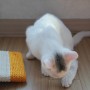 고양이,반려묘키우기) 고양이 스크레쳐! 펫모닝 쥐돌이 스크래쳐를 펫마트옥계점에서 구입하다.