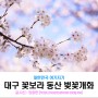 대구 꽃보라동산 벚꽃 - 2019년 대구벚꽃개화소식